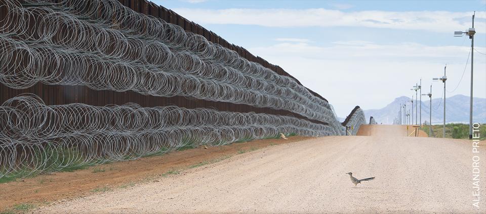 Roadrunner approaching the border wall