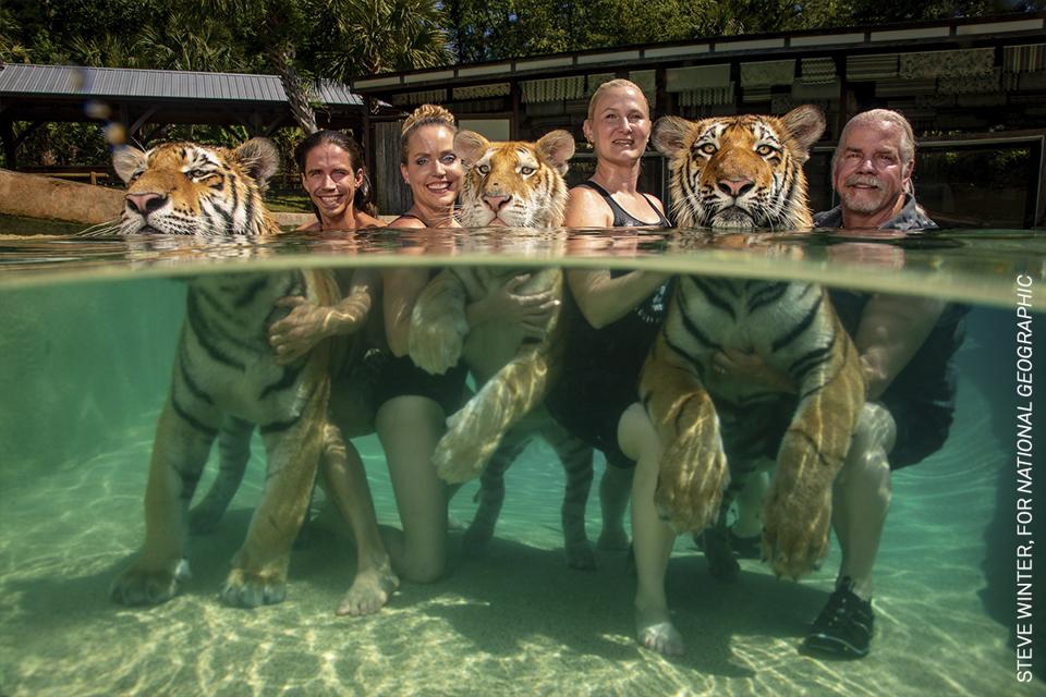 Hổ bắt giữ với khách trả tiền