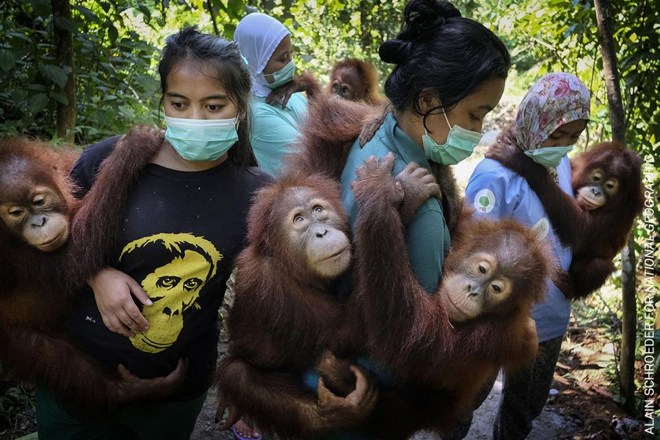 Orangutans có nguy cơ tuyệt chủng ở Indonesia