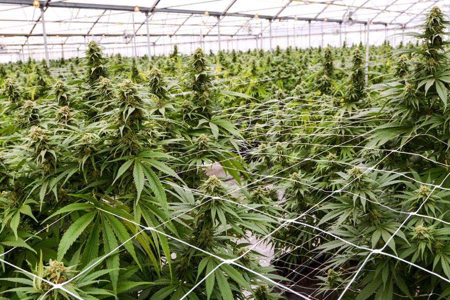 Cannabis Companies Look To Debt Financing, But Lenders Question Collateral Value