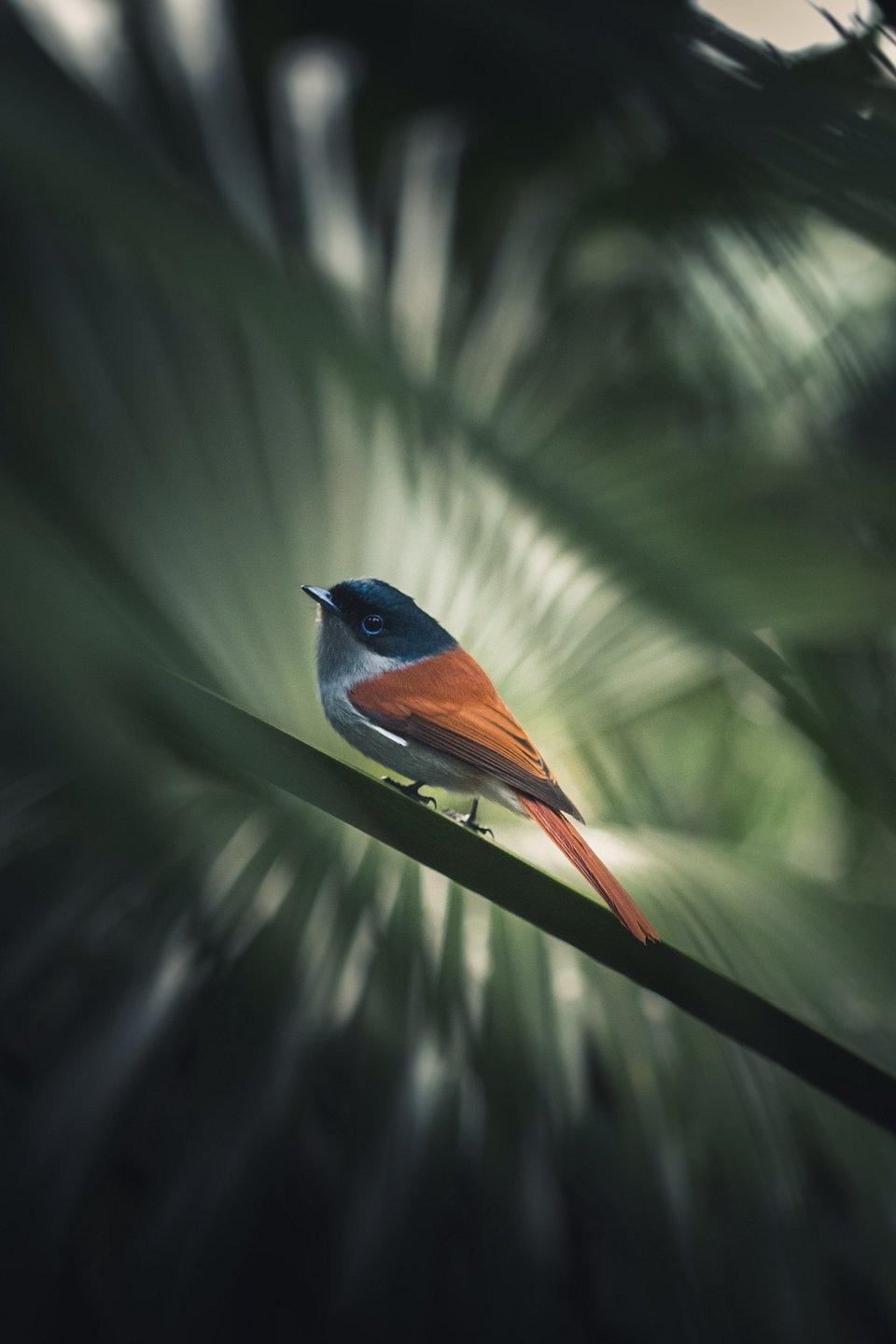 paradise flycatcher bird