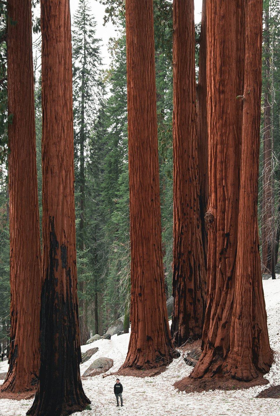 Giant Sequoia trees