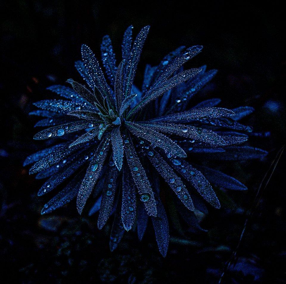 A flower in the dark