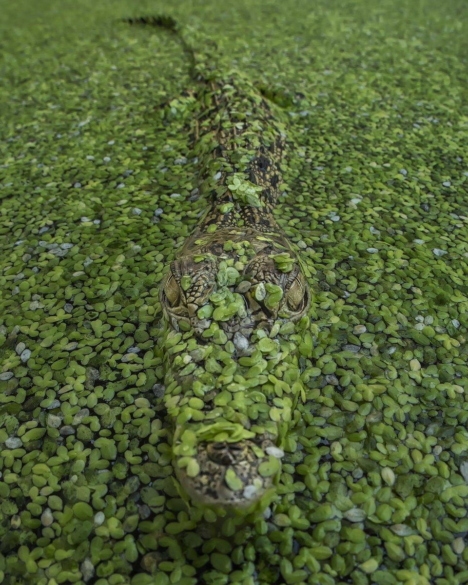 crocodile covered in green leaves