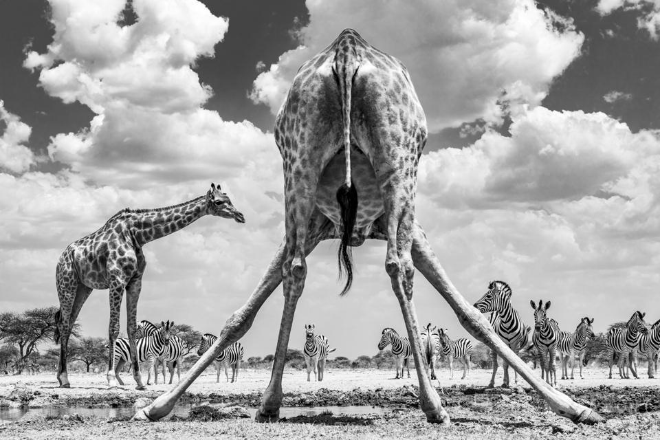 Фотопремия Sony выбрала победителей. Вот лучшие снимки из разных уголков мира (фото 4)
