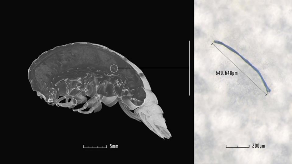 Scanned micro-image of Eurythenes plasticus showing up to 0.2 inch long plastic fibers in the 2 inch long animal.