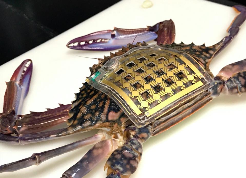 Crab with sensor attached for research in marine science