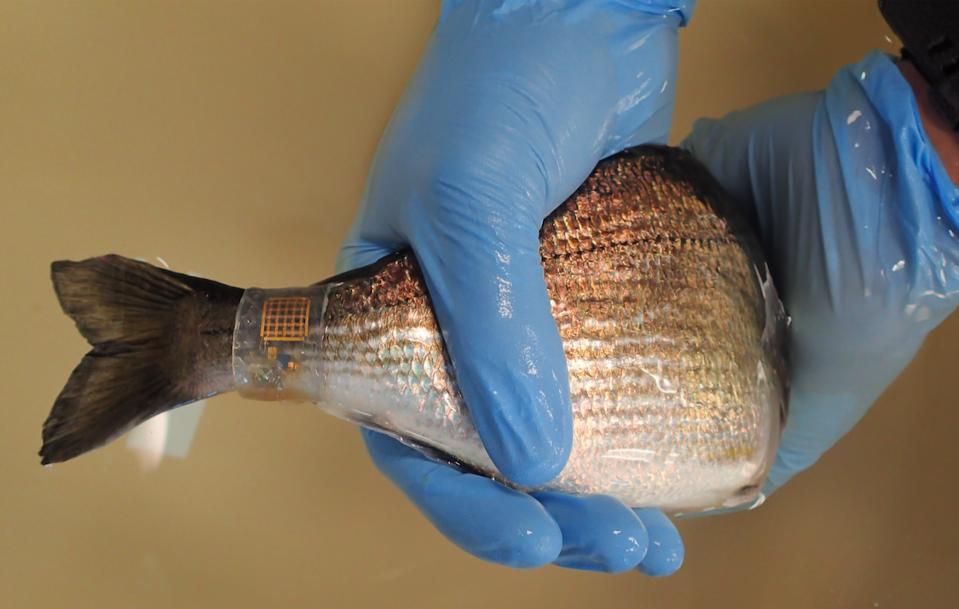 A fish wearing the Bluefin technology, a stretchable silicon band wrapped around the tail contains a sensor and is non-invasive to the fish.