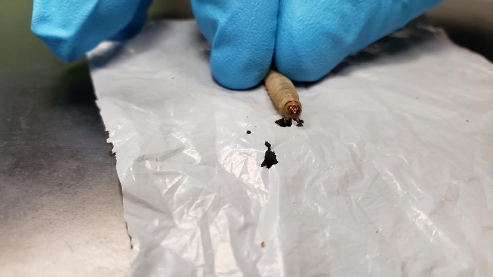 Mysterious Worms Eat Plastic And Poop Alcohol