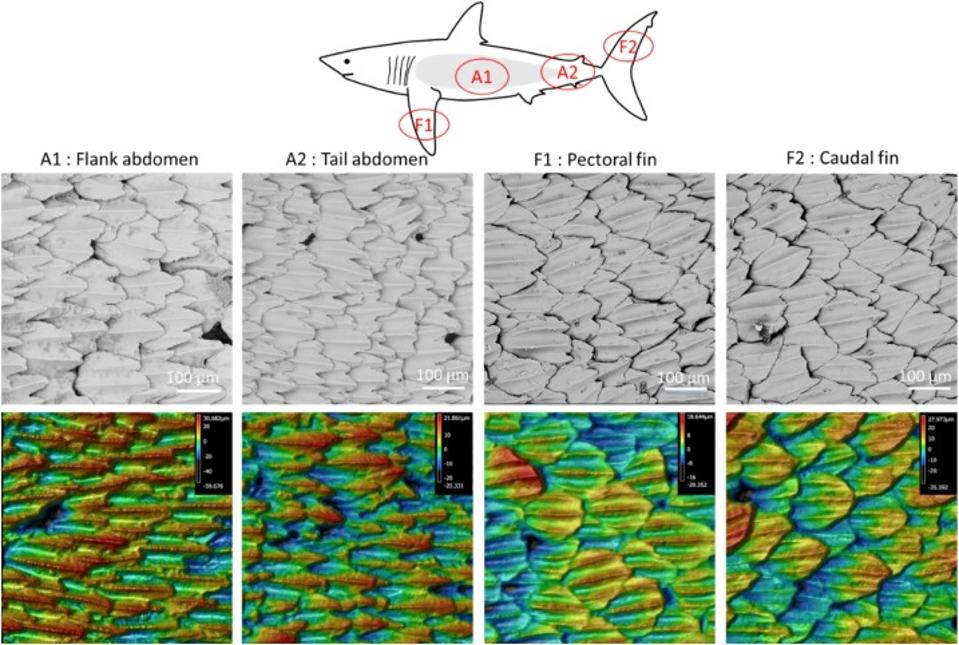 How Shark Skin Can Help Human Medicine