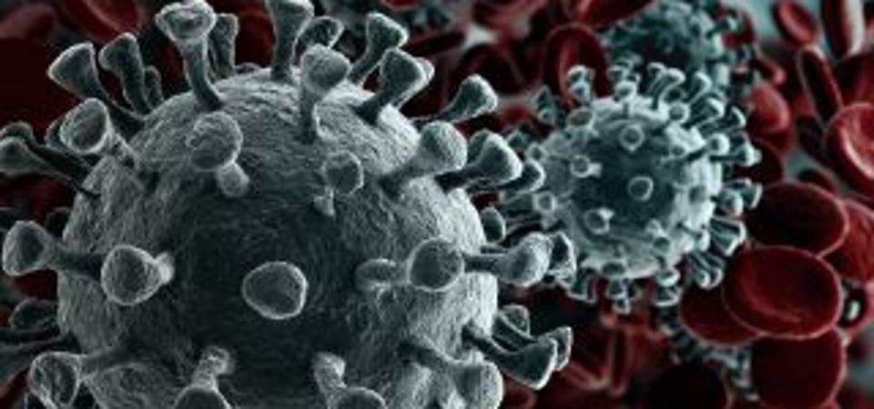 Coronavirus / COVID-19