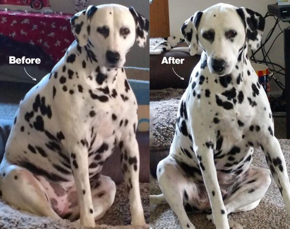 Images With Dog Obesity Becoming More Prevalent Is A Whole Food Diet The dernière