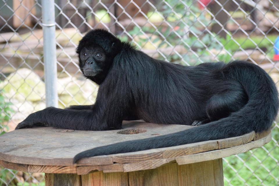 This Primate Sanctuary In Texas Is Offering A Live Virtual Tour Tune