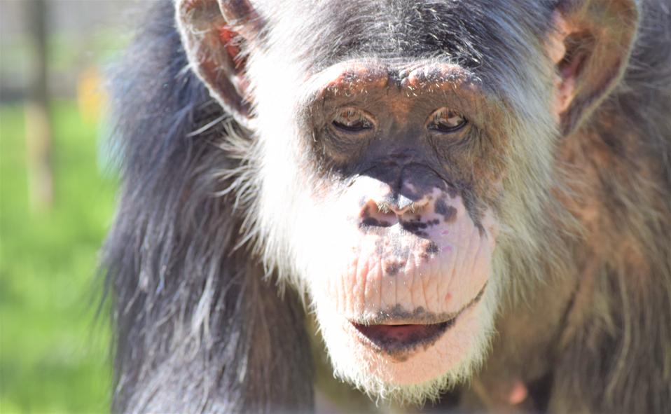 This Primate Sanctuary In Texas Is Offering A Live Virtual Tour Tune