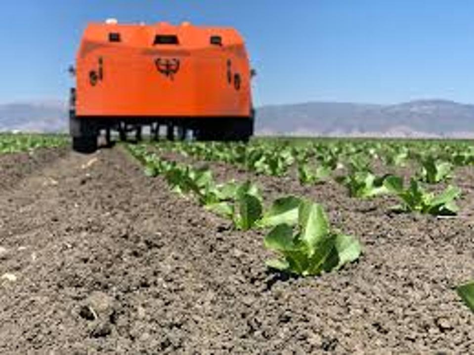 Cutting lettuce with an artificially intelligent weeding robot