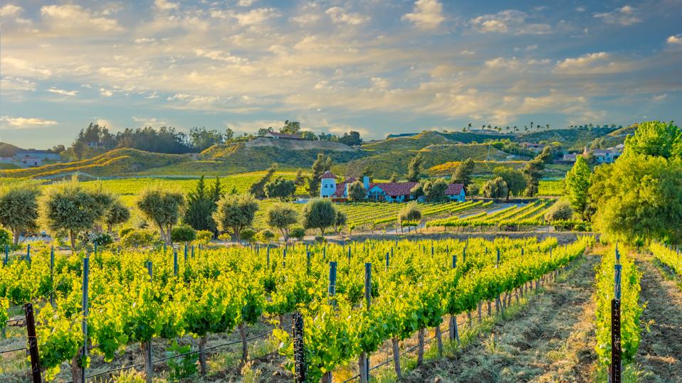 California spring vineyard in the Temecula Valley, CA