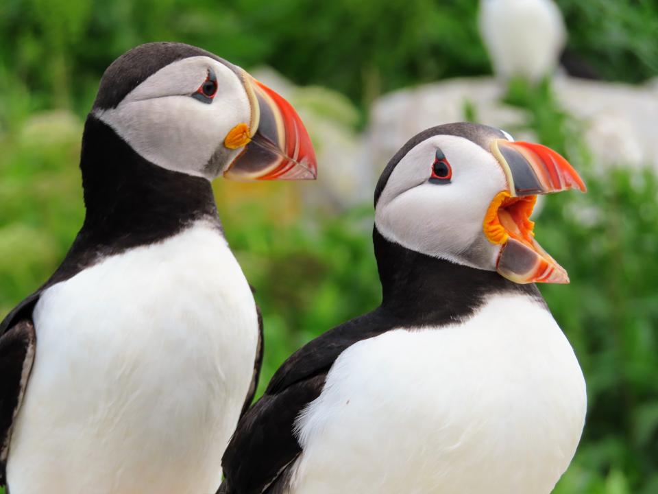 Cooped Up Photos Of This Puffin Island Will Make You Feel Free
