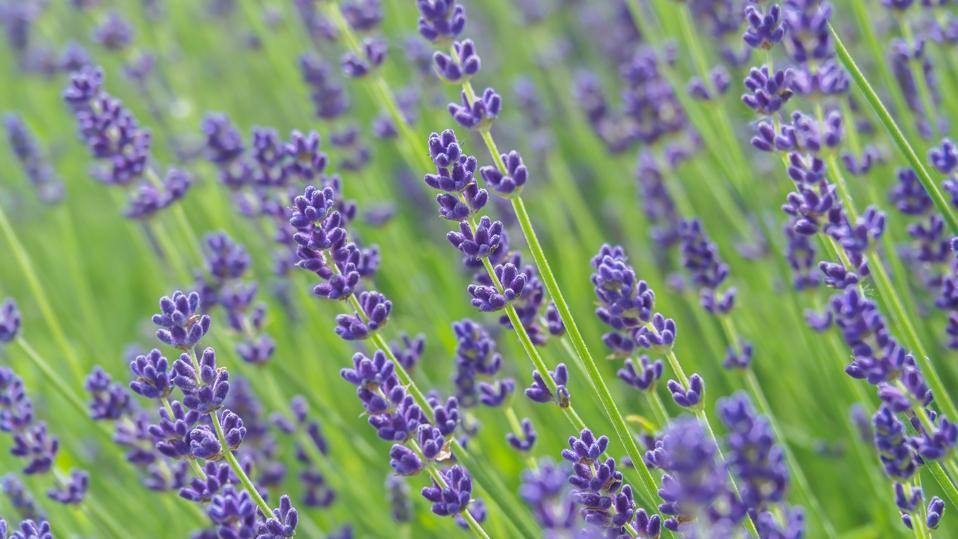 Beautiful lavender field with shallow depth of field
