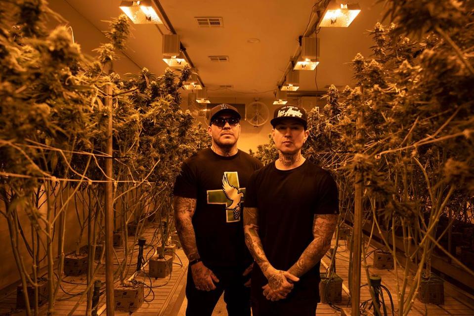 Dove Grenade Rip Apart Cannabis Stigmas In Five Questions