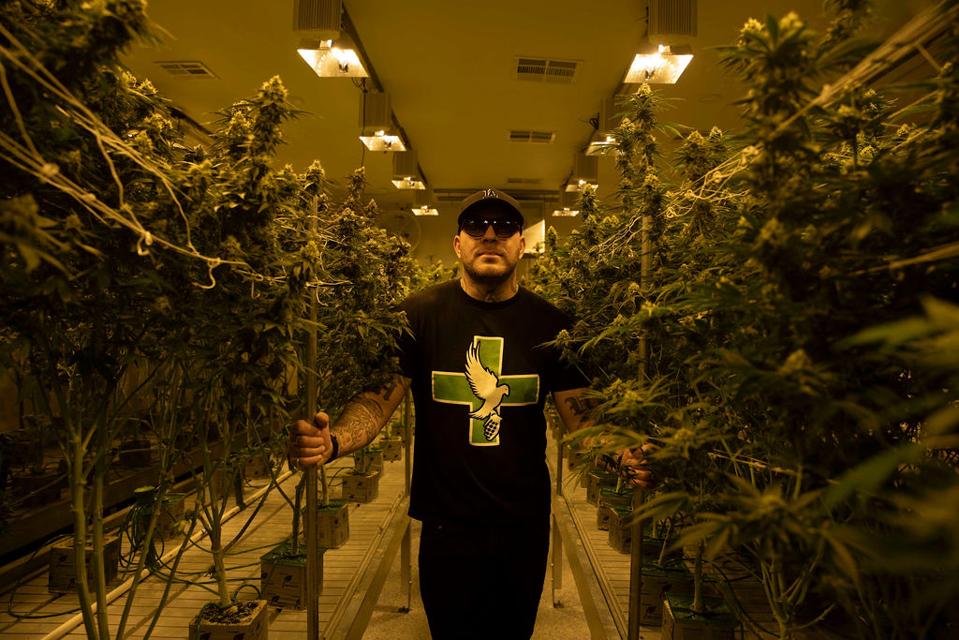 Dove Grenade Rip Apart Cannabis Stigmas In Five Questions
