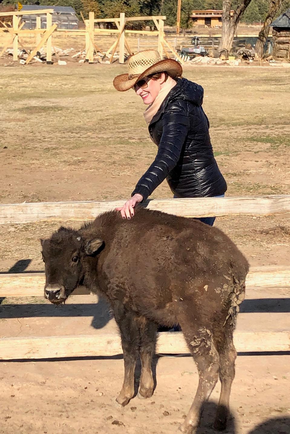 Hewan peliharaan panjang adalah bison bayi di sebuah peternakan di Utah.