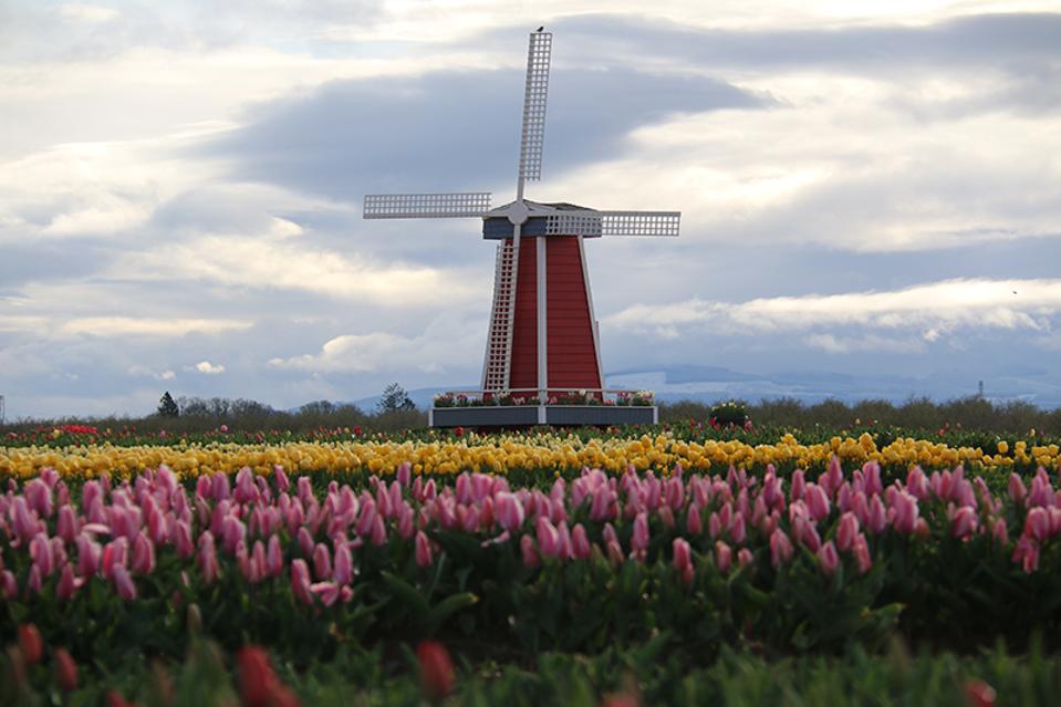 Wooden Shoe Tulip Farm