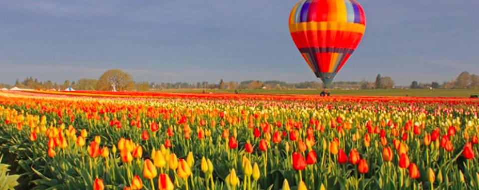 Wooden Shoe Tulip Farm