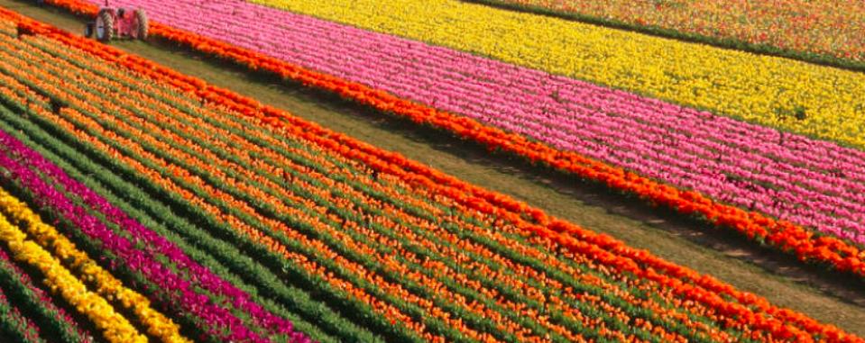 Wooden Shoe Tulip Farm