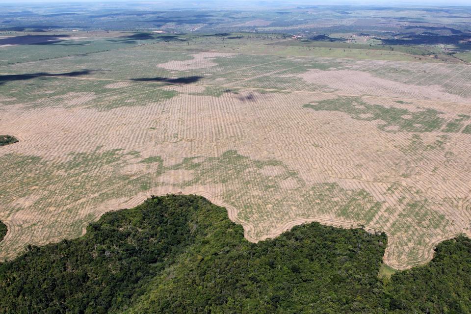 Photo of Amazon rainforest deforestation