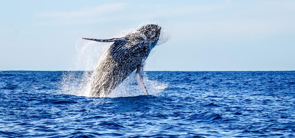 Eschrichtius robustus—a gray whale.