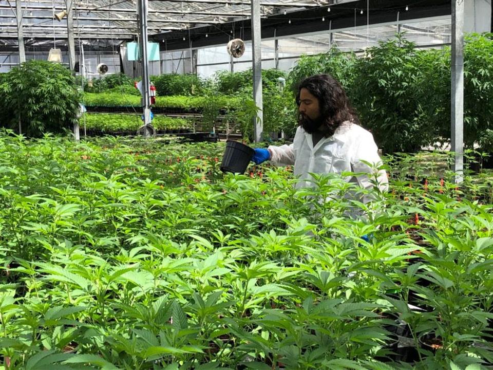 Inside a Glass House Group grow facility