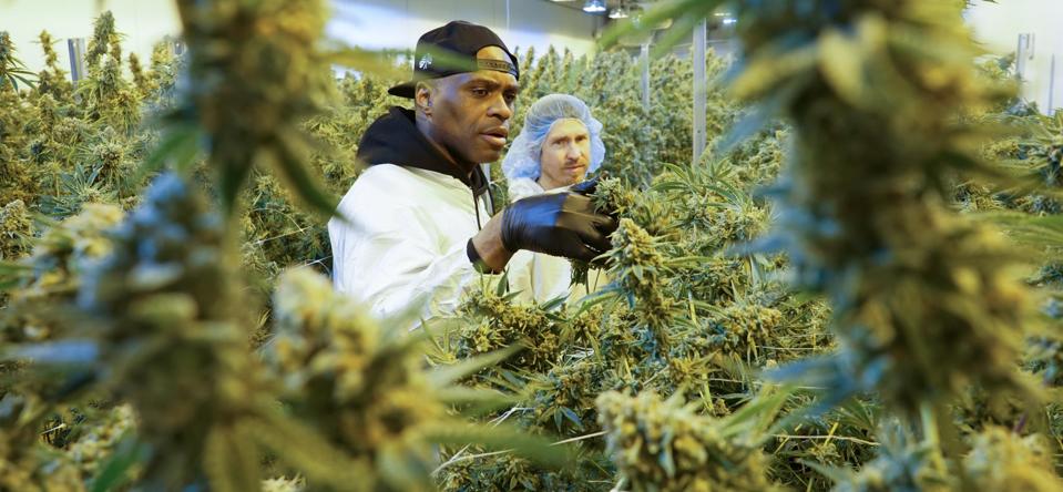 Ball Family Farms Founder Chris Ball On Social Equity And Pheno