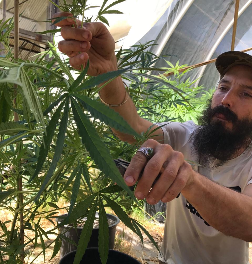 Troy is seen hand trimming his gorgeous cannabis for his selections