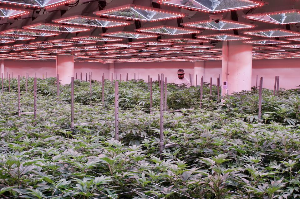 the indoor cultivation house
