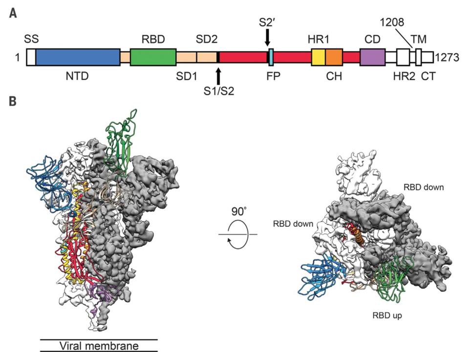 Coronavirus Uses Spikes To Break Into Cells Here S How To