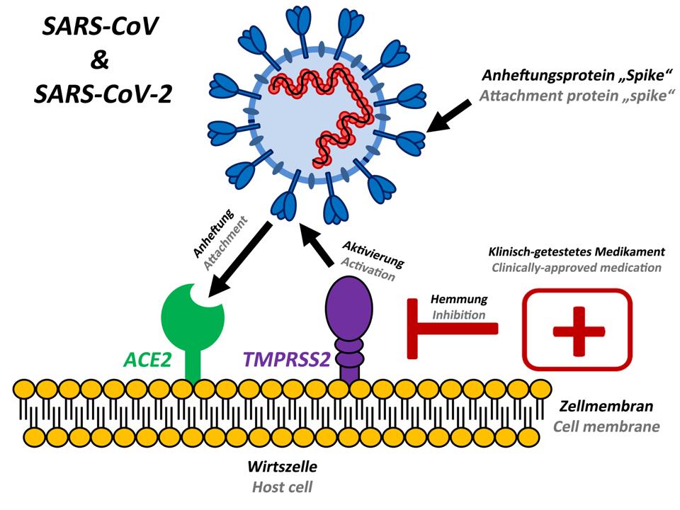 Coronavirus Uses Spikes To Break Into Cells Here S How To