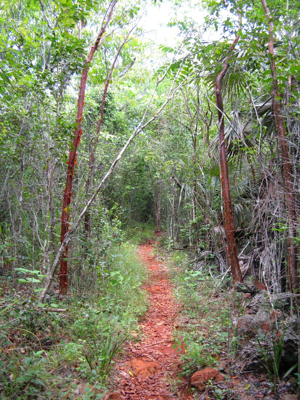 Sailing-Stream.fr ⚓ Vous rêvez de voyager? Mettez ces sentiers de randonnée des Caraïbes sur votre liste des incontournables ⚓ Sentier du mastic