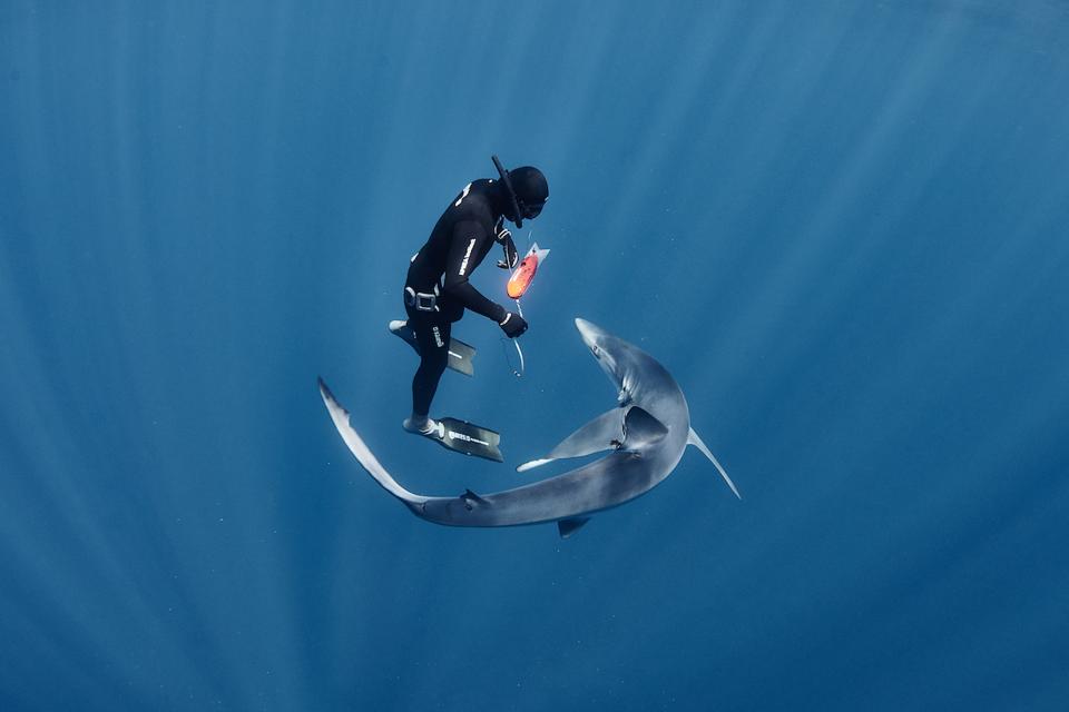 Ulysse Nardin sponsors marine research to tag and track endangered blue sharks. 