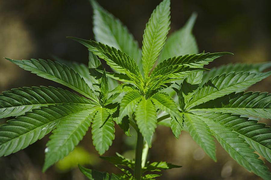 Should We Stop Celebrating 4/20 For What It Is Today?