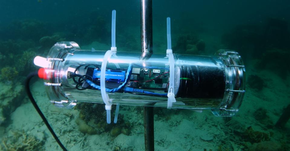 Intel Accenture Use Ai To Save The Coral Reef Intel Accenture Use Ai To Save The Coral Reef