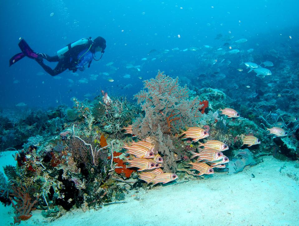 Sailing-Stream.fr ⚓ Pourquoi votre prochaine aventure devrait être un voyage à la voile en Indonésie | Meridian Adventure SAIL ⚓ Meridian Adventure Sail Raja Ampat Diving