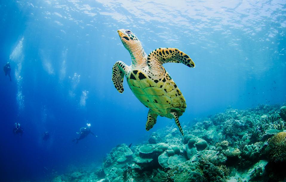 Sailing-Stream.fr ⚓ Pourquoi votre prochaine aventure devrait être un voyage à la voile en Indonésie | Meridian Adventure SAIL ⚓ Meridian Adventure Sail Raja Ampat Diving