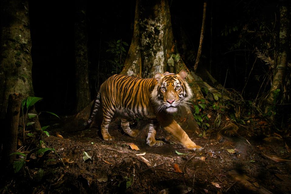 Sumatran tiger, Sumatra, Indonesia by 'New Big 5' supporter Steve Winter.