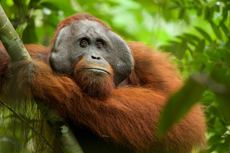 Tim Laman's image of a Bornean orangutan, Gunung Palung National Park, Indonesia
