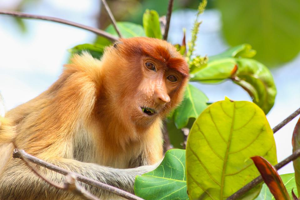 Graeme Green's image of a Proboscis Monkey, Bako National Park, Malaysia.