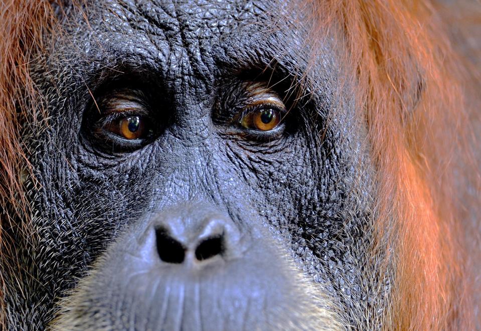 Craig Jones' image of a female Sumatran Orangutan in rainforests of Gunung Leuser National Park, northern Sumatra, Indonesia