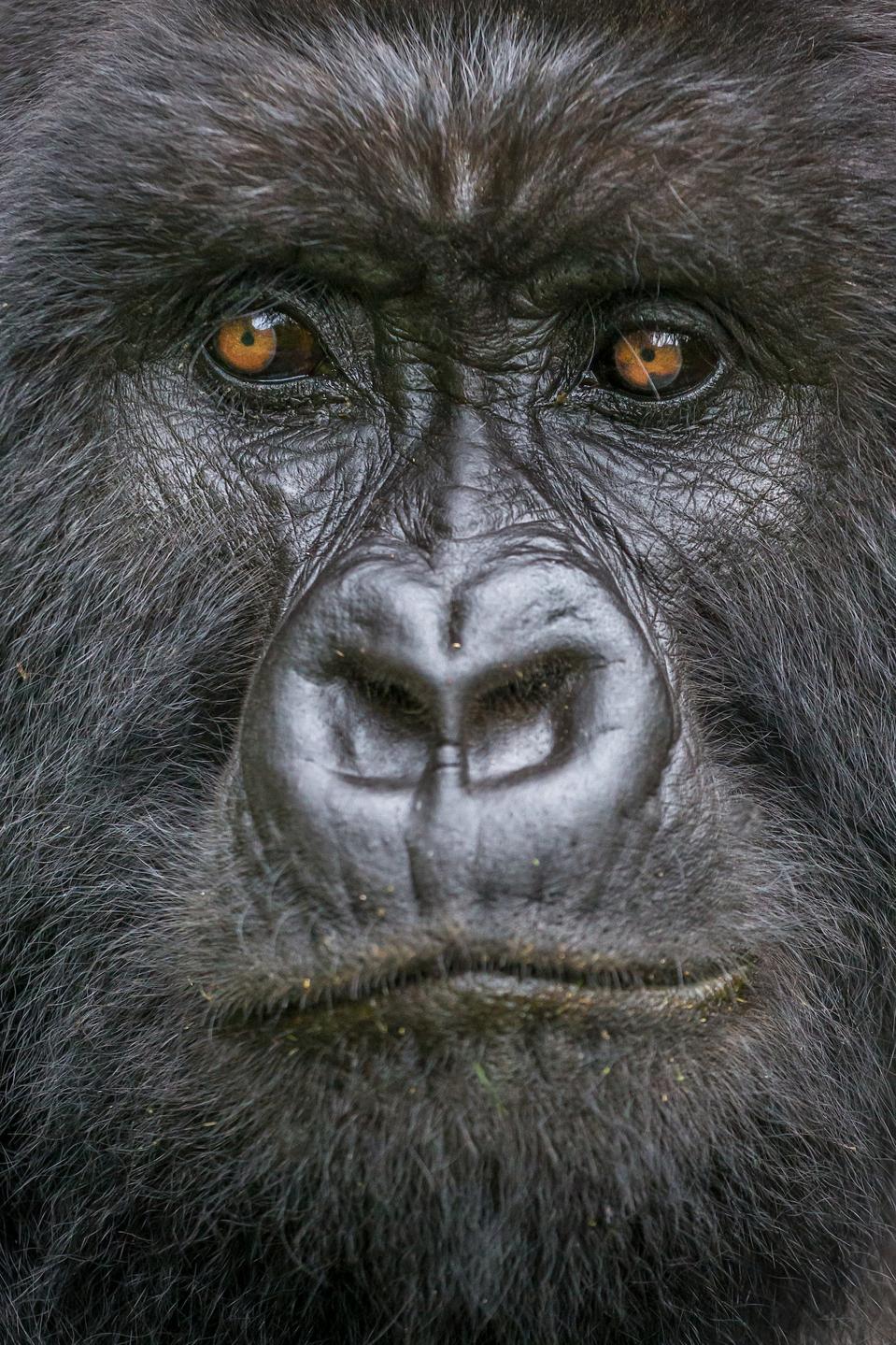 Art Wolfe. Mountain gorilla in Virunga Mountains, Rwanda