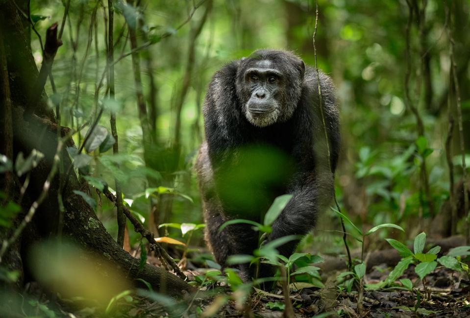 Richard Peters. Chimp in Kibale National Forest, Uganda