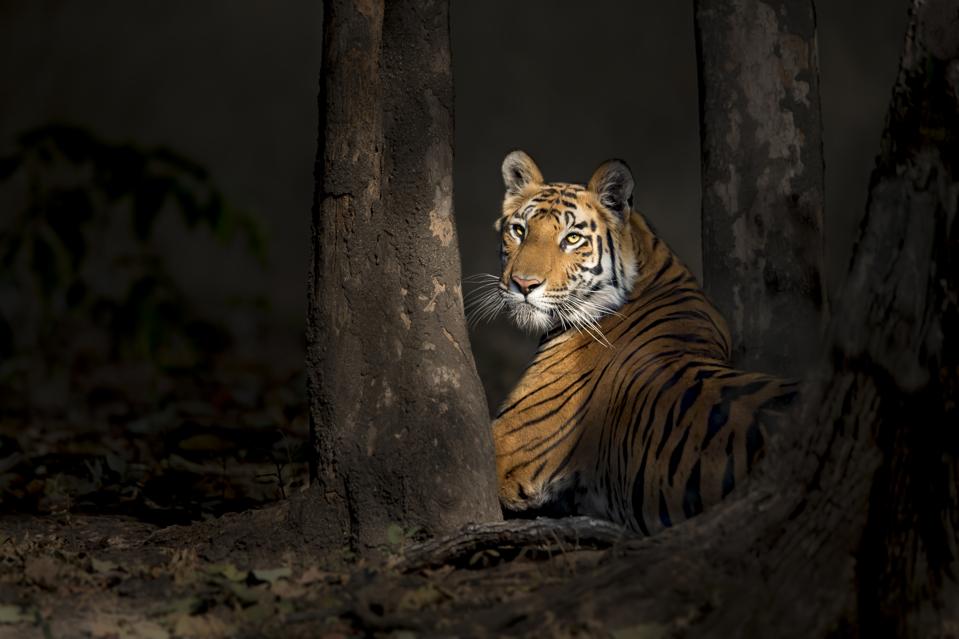 Thomas Vijayan. Bengal tiger in the woods in Bandhavgarh National Park, India