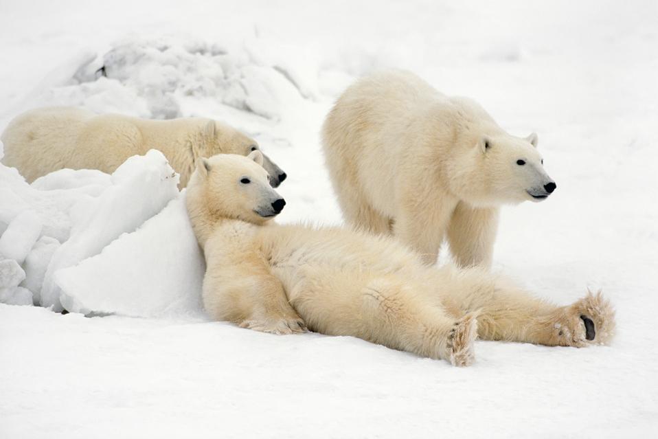 Thomas D. Mangelsen's 'Bad Boys of the Arctic'